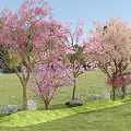 Beautiful Flowering Trees With Pink And Light Pink Blossoms In Grassy Field Surrounded By Stones