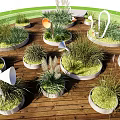 Grasses and Plants in Circular Planters on Wooden Deck with Green Lawn and White Decorative Structures