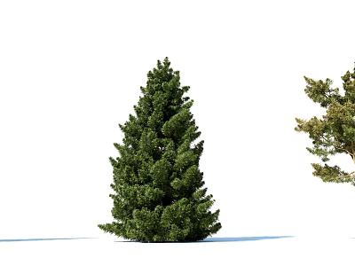 Tall Green Arbor With Another Partially Visible Tree On White Background 3d model