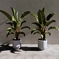 Leafy Potted Plants With Large Green Leaves In White Pots Against Gray Wall