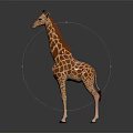 Giraffe With Brown And White Spots Standing On Gray Smooth Surface 3d model