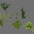 Various Types of Green Plants Featuring Ferns Palm Trees Bushes and Leafy Foliage