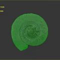 Spiral Ammonite Fossil With Intricate Natural Texture On Gray Background