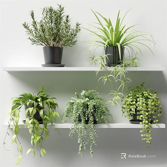 Bonsai Potted Plants On White Shelves With Various Green Hanging Plants And Black Pots 3d model 