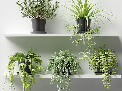 Bonsai Potted Plants On White Shelves With Various Green Hanging Plants And Black Pots 3d model