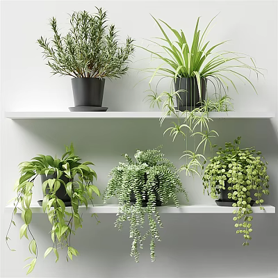 Bonsai Potted Plants On White Shelves With Various Green Hanging Plants And Black Pots 3d model