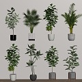 Green Plant Bonsai Plant Combination 3d model