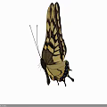 Yellow and Black Butterfly with Spread Patterned Wings Flying in White Background 3d model