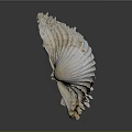 Natural Seashell With Detailed Surface Texture And Curved Shape On Gray Background