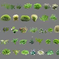 Various Types of Flowers and Plants with Green Foliage and Colorful Blooms
