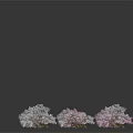 Multiple Pink and White Trees Arranged on Dark Background With Reflective Surfaces