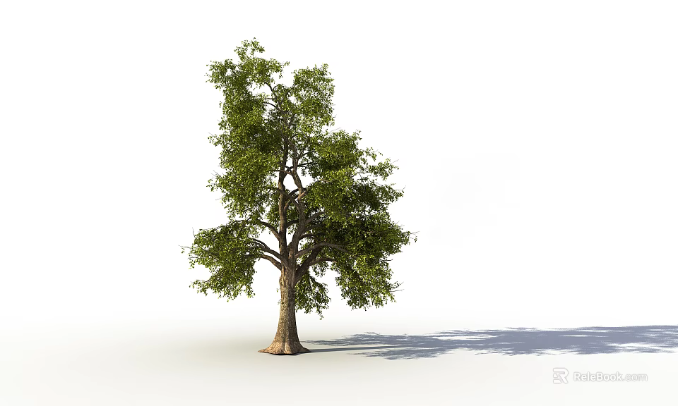 Arbor With Dense Green Leaves And Strong Trunk On White Background 3d model