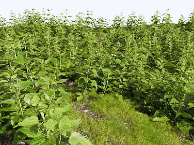 Vibrant Healthy Green Shrubs Thriving In Dense Natural Outdoor Grassland Area 3d model