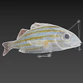 Vibrant Striped Aquatic Fish Featuring Large Eyes Silver Body Yellow Stripes And Red Fins