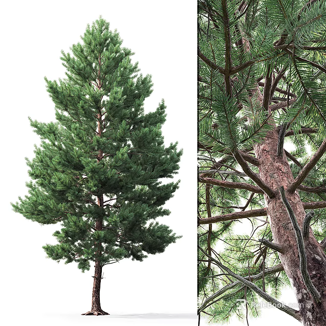Evergreen Tree Displaying Lush Foliage Upright Trunk Branched Twigs And Rough Bark 3d model 