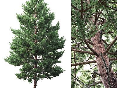 Modern Pine Landscape Tree Pine Tree 3d model