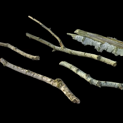 wood rotting wood dead wood dead branches rotten wood 3d model