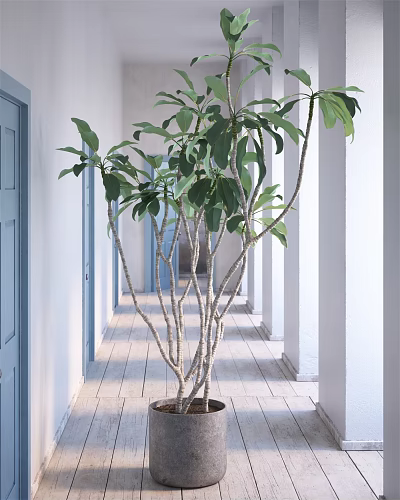 Bonsai Plant With Slender Trunks Green Leaves In Corridor White Walls Blue Doors Columns 3d model