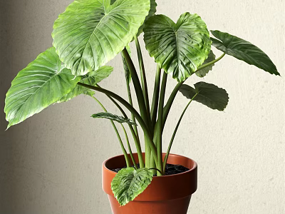 Green Potted Plant With Large Green Leaves In Terracotta Pot For Indoor Decor 3d model