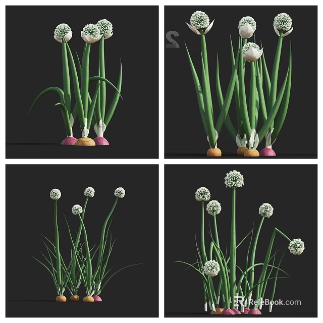 Fresh Green Vegetable with Colorful Roots White Flowers and Long Leaves 3d model 