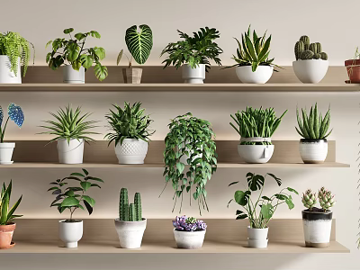 Different Potted Plants Arranged On Wooden Shelf With Decorative Pots And Green Foliage 3d model