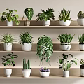 Different Potted Plants Arranged On Wooden Shelf With Decorative Pots And Green Foliage