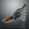 Colorful Guppy Fish With Vibrant Body Colors And Long Flowing Tail On Shiny Surface