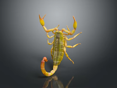 Yellow And Green Scorpion With Spread Legs On Dark Shiny Background 3d model