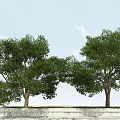 Two Green Leafy Arbor Trees With Brown Trunks On Concrete Platform 3d model