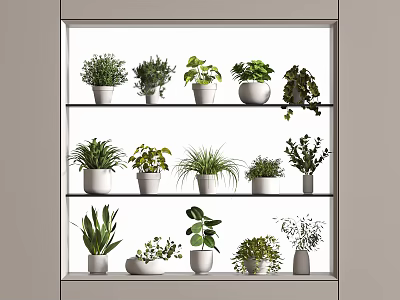 Various Potted Bonsai Plants Displayed On Tiered Shelves Indoors With Green Foliage 3d model