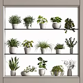 Various Potted Bonsai Plants Displayed On Tiered Shelves Indoors With Green Foliage