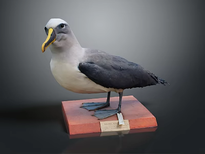 Standing Gray White Black Seabird Taxidermy With Red Base And Label On 3d model
