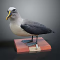 Standing Gray White Black Seabird Taxidermy With Red Base And Label On
