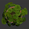 Lush Green Round Leaf Plant in Terracotta Pot with Saucer on Dark Background