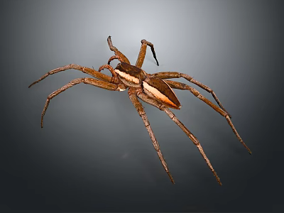 Brown Spider With Long Legs And White Stripe On Dark Background 3d model