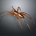 Brown Spider With Long Legs And White Stripe On Dark Background
