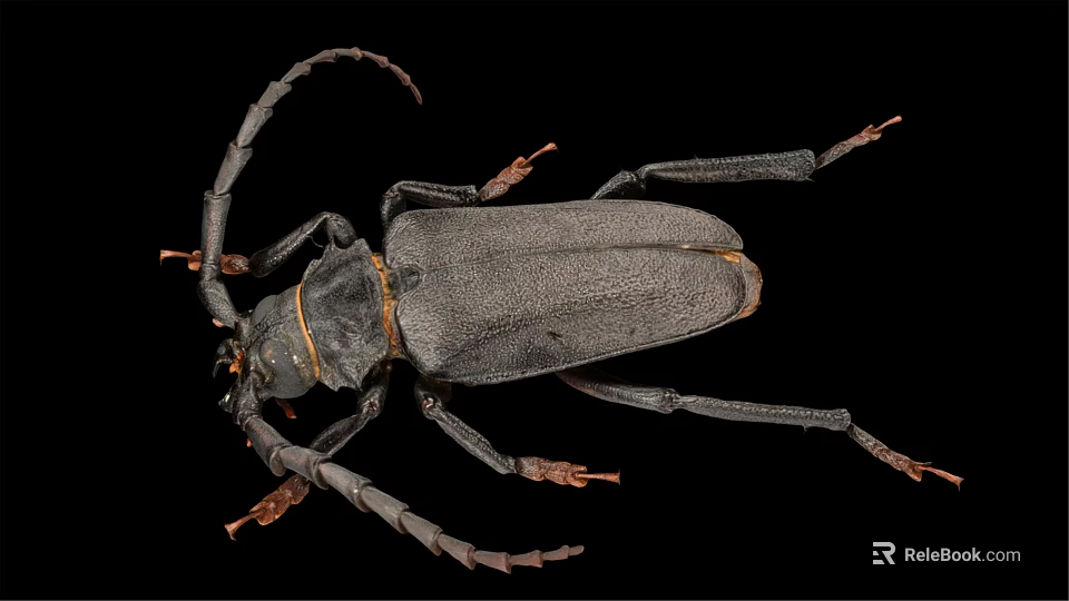 Large Black Flying Beetle With Long Antennae And Legs On Black Background 3d model 