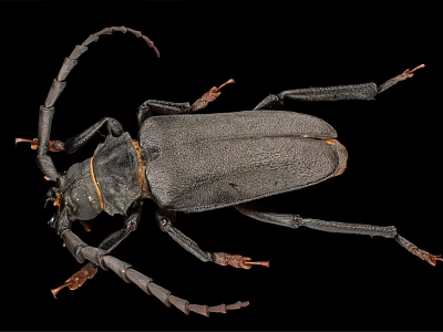 Large Black Flying Beetle With Long Antennae And Legs On Black Background 3d model