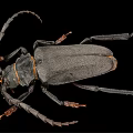 Large Black Flying Beetle With Long Antennae And Legs On Black Background