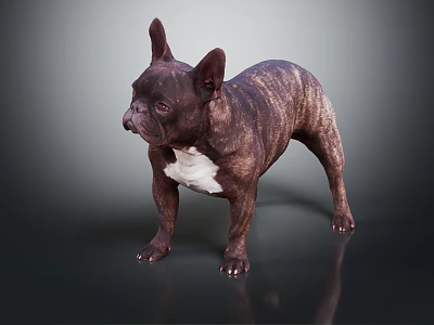 Brindle Brown French Bulldog With White Chest Standing On Dark Glossy Surface And Gray Background 3d model