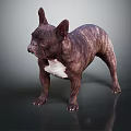 Brindle Brown French Bulldog With White Chest Standing On Dark Glossy Surface And Gray Background