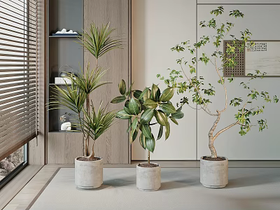 Potted Bonsai Plants With Various Greenery In Concrete Pots For Modern Indoor Decor 3d model