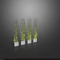 Vines Climbing On Metal Trellises In White Planters Against Dark Background