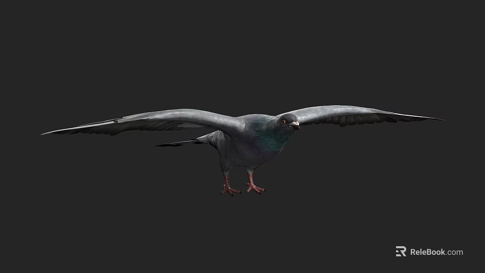 Gray Pigeon Flying with Spread Wings Red Claws and Detailed Feathers in Dark Background 3d model 
