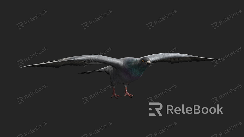 Modern pigeons model