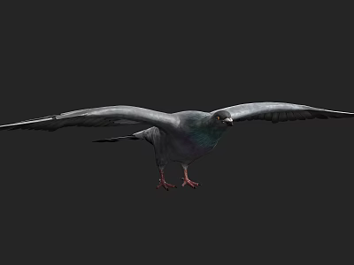 Gray Pigeon Flying with Spread Wings Red Claws and Detailed Feathers in Dark Background 3d model