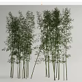 Tall Bamboo Plants With Slender Stems And Lush Green Leaves In Natural Scene