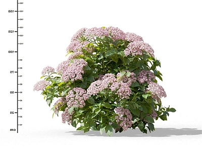 Modern Hydrangea 3d model