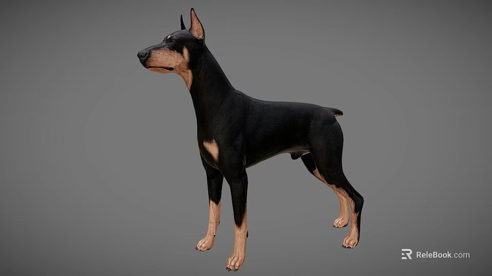 Realistic Doberman Pinscher 3D Model in Black and Tan Standing Pose 3d model 