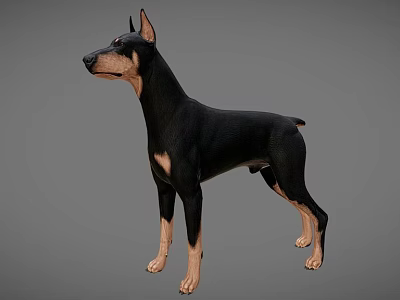 Realistic Doberman Pinscher 3D Model in Black and Tan Standing Pose 3d model